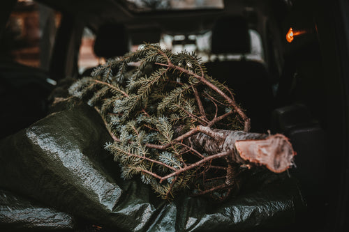 christmas tree in back of car