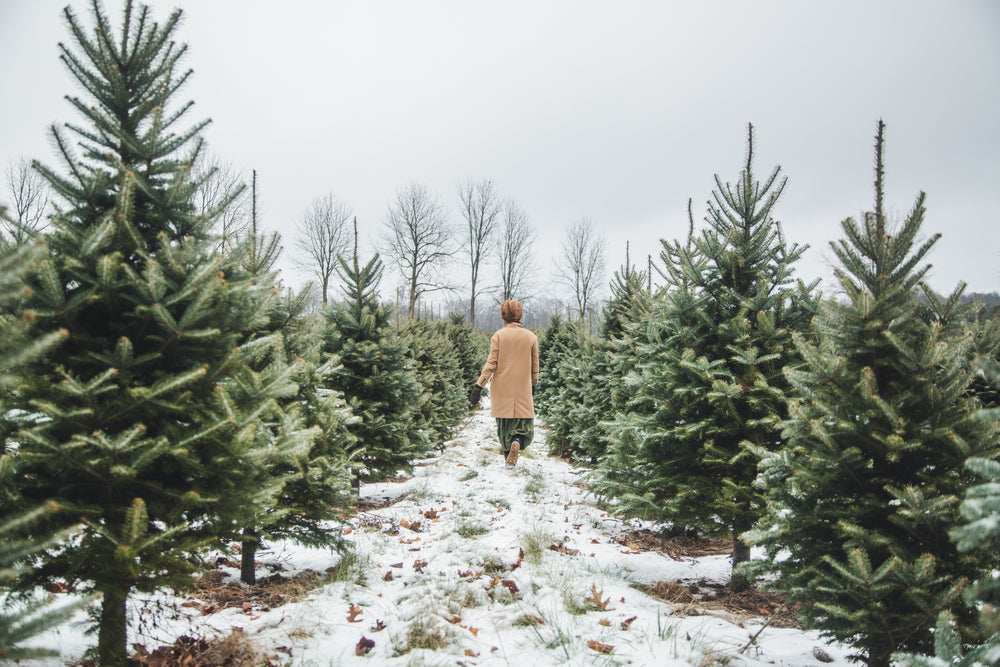 christmas tree shopping