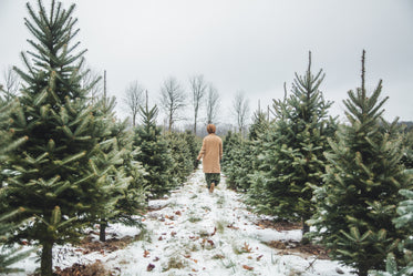 christmas tree shopping