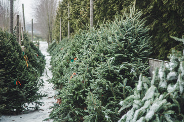 christmas trees for sale