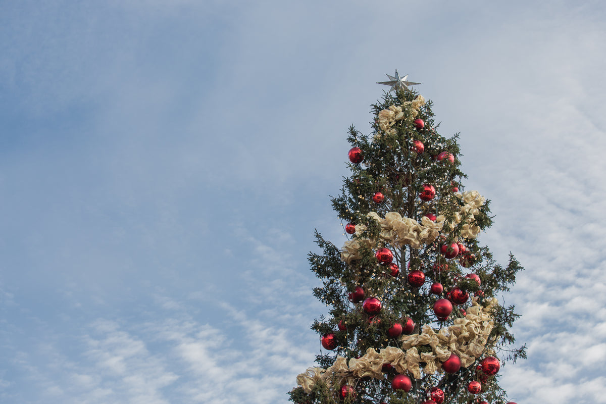 christmas tree under sky