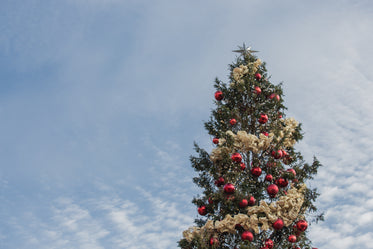 Free Christmas Tree Under Sky Photo — High Res Pictures