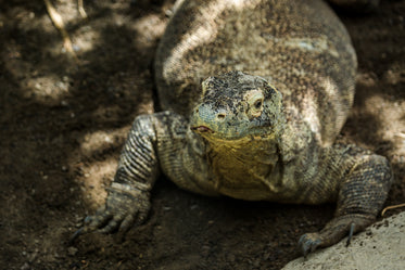 chubby komodo dragon