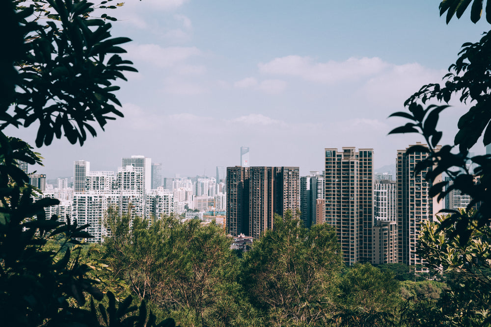 city view from woods