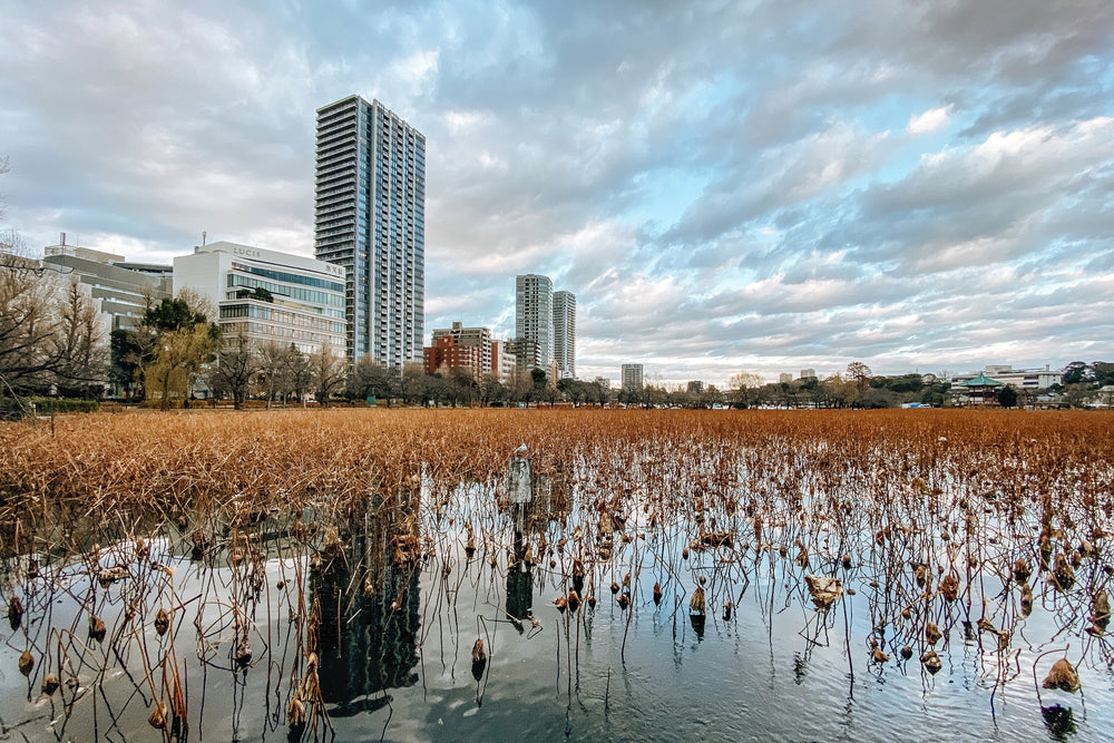 cityscape lines the brown grassy shore over still water