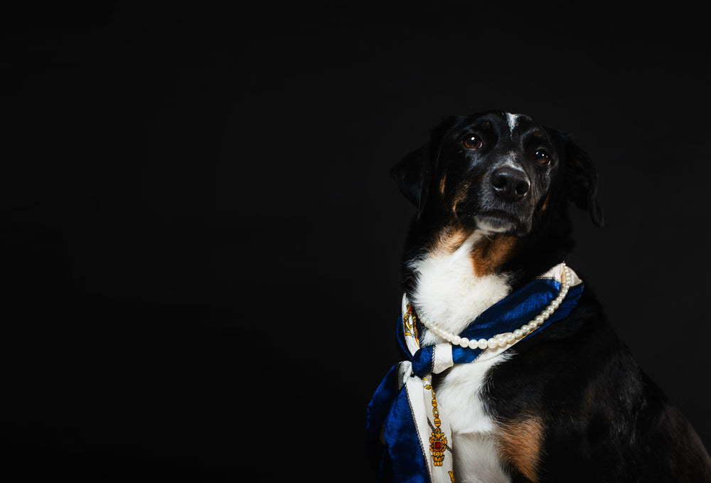 classy canine adorned in nautical scarf and pearl necklace