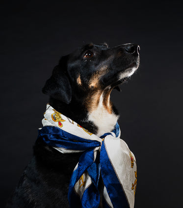 classy canine gentleman adorned in nautical scarf
