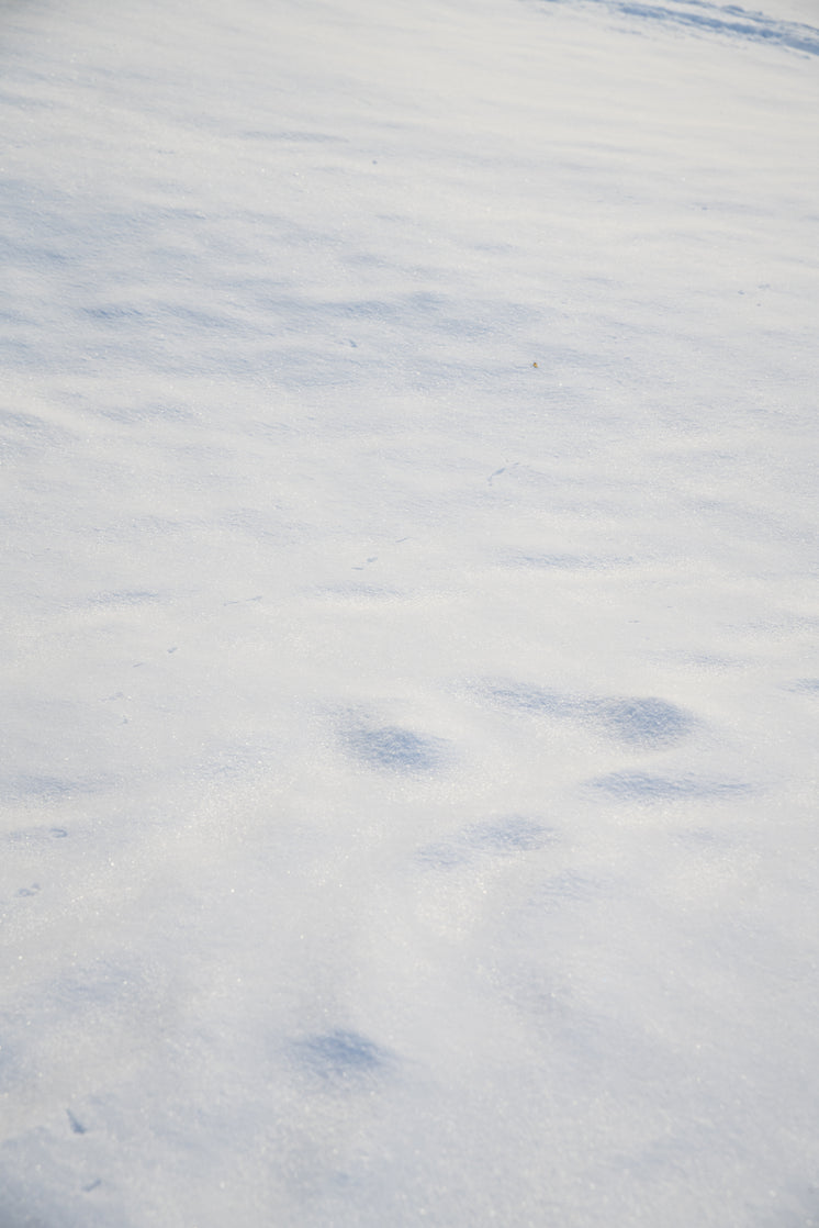 潔白雪地