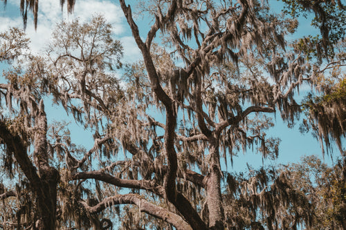 清澈的蓝天透过佛罗里达林间空地的树枝窥视