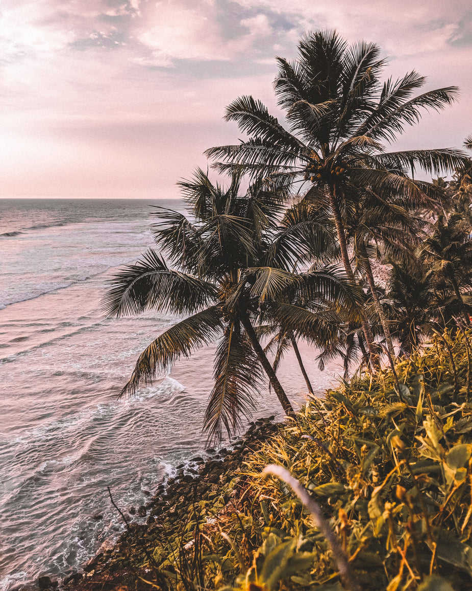 Browse Free HD Images of Cliffside Palms