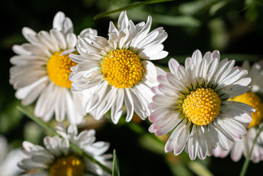 cloe up of daisies with bright yellow head