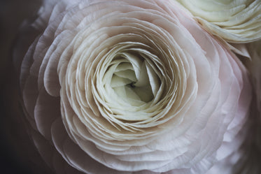 close detailed view of white petals