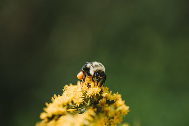 close up bee on top of yellow flower