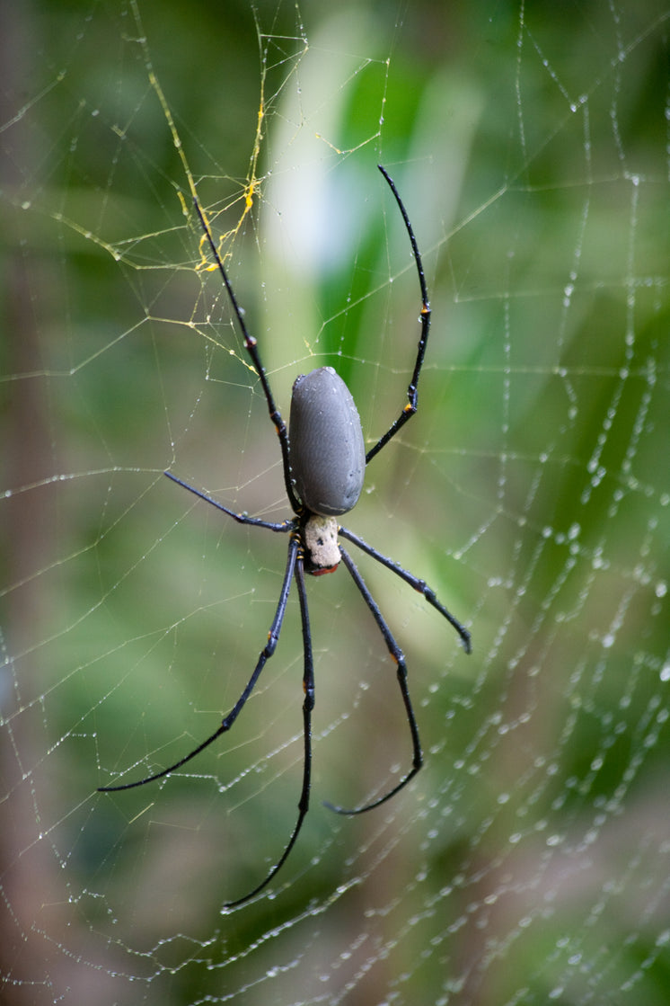 close-up-black-poisonous-spider.jpg?widt