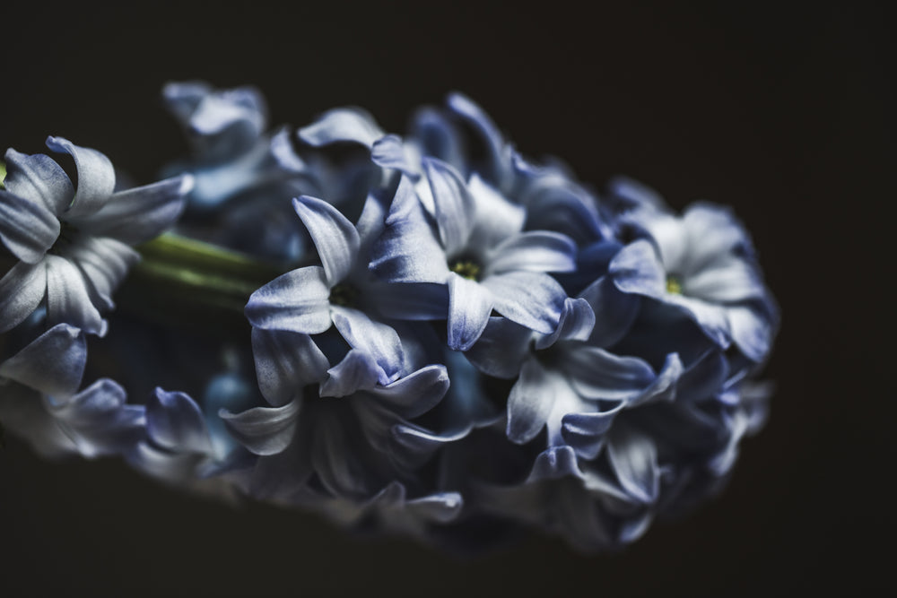 close up blue and white flower