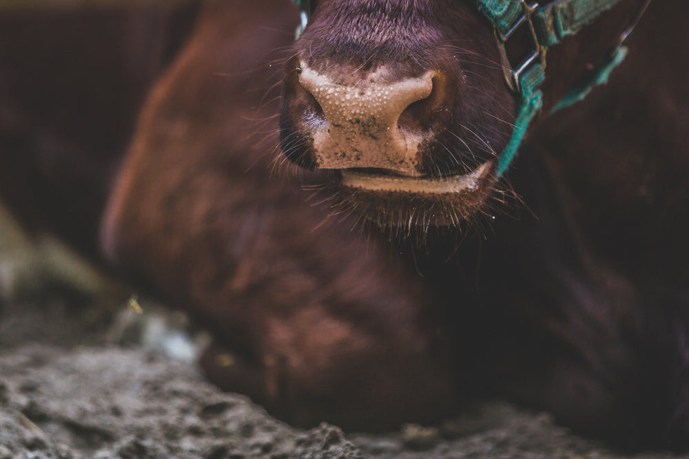 close up cows nose