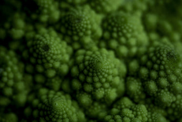 close up detailed texture of romanesco broccoli