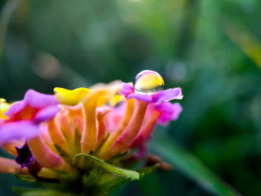 close up droplet of water on a colorful flower