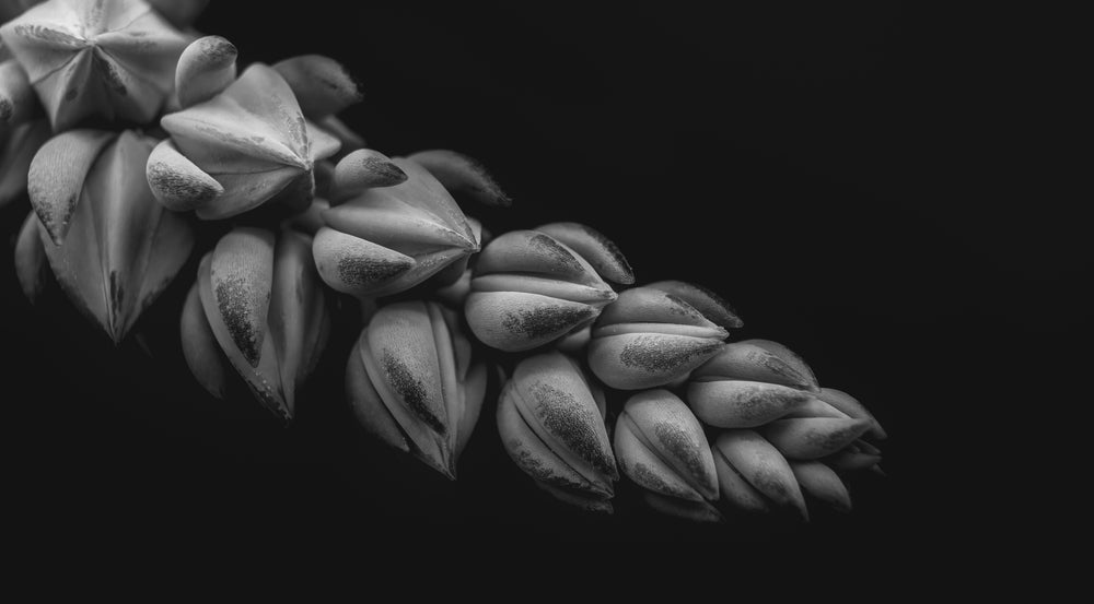 close up flower in black and white