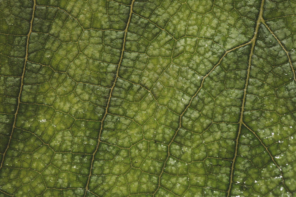 close up green leaf texture