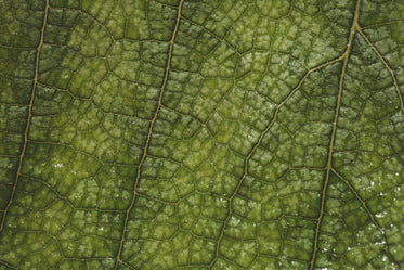 close up green leaf texture