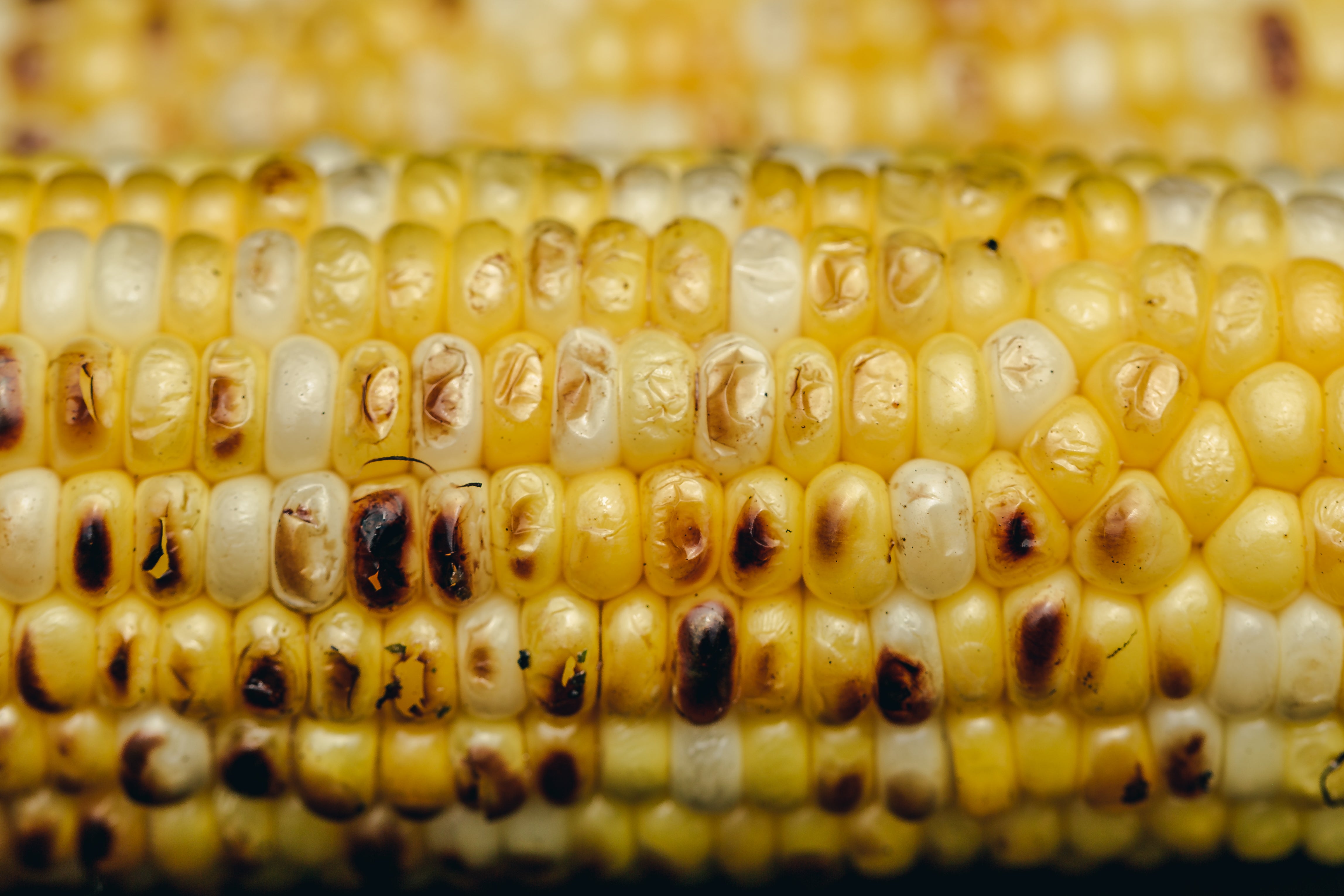 https://burst.shopifycdn.com/photos/close-up-grilled-corn.jpg?exif=0&iptc=0