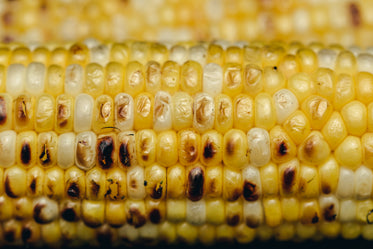 close up grilled corn
