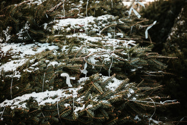 close up image of snowy trees