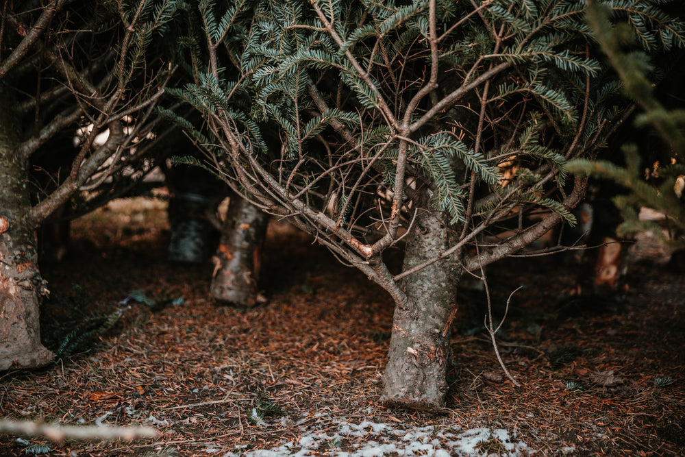 close up image of trees resting on snow