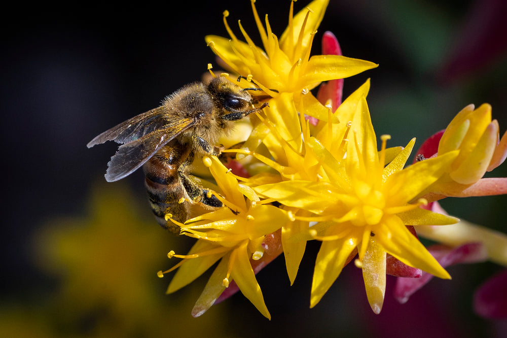 close up of a bee on a flower