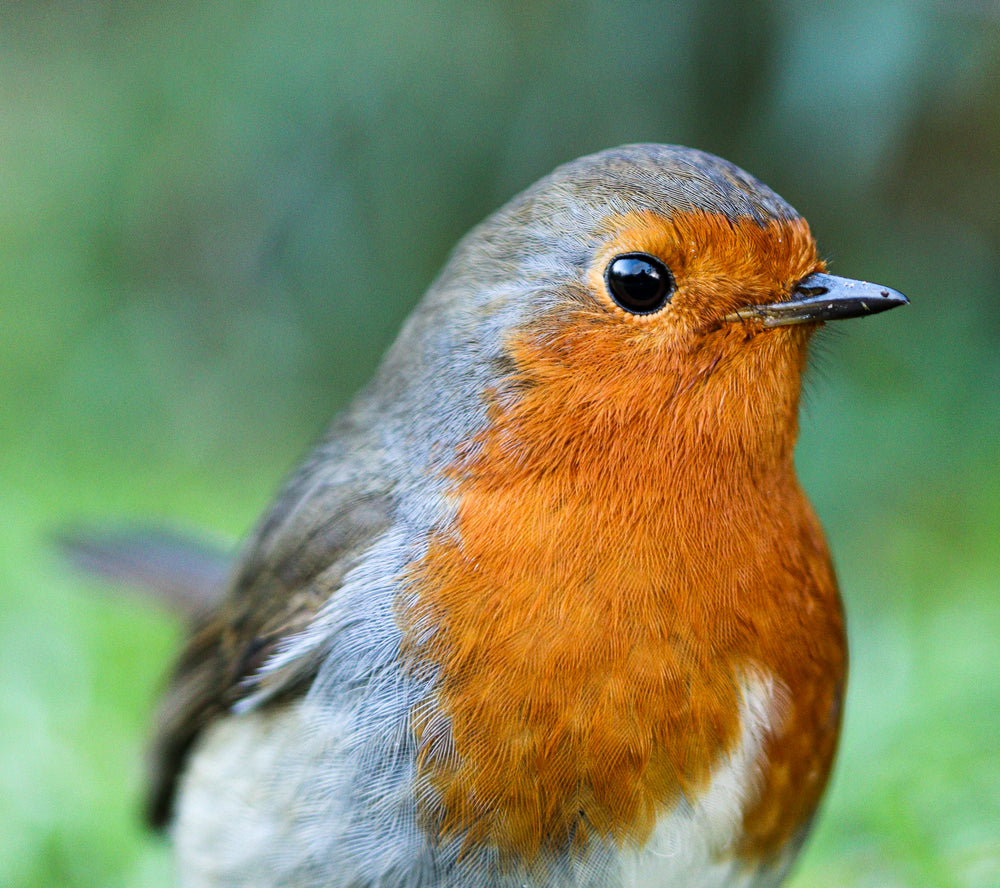 close up of a bird with red chest