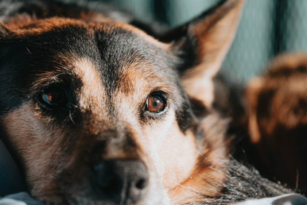 close up of a brown and black puppy laid down