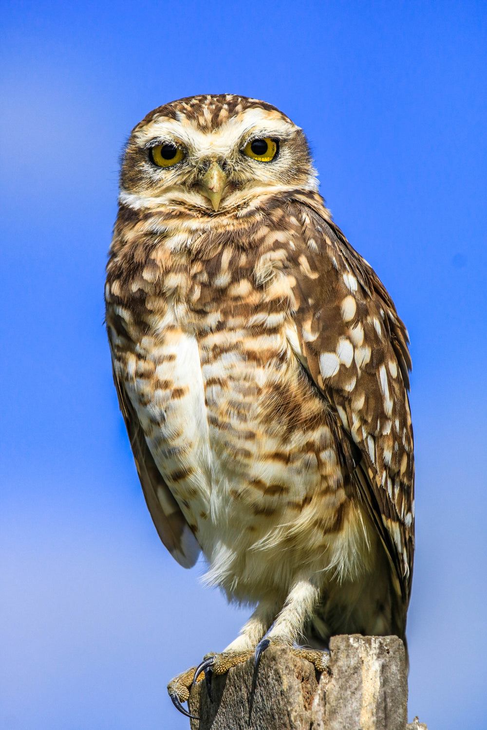 close up of a brown owl on wooden stoop