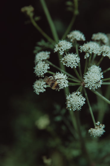 close up of a bumblebee