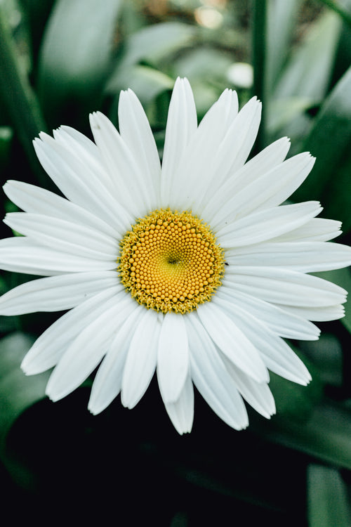 close up of a daisy with yellow center
