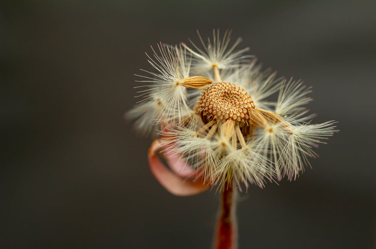 close up of a dandelion with a few seeds left