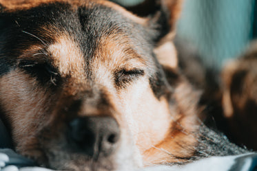 close up of a dog as it naps in sunshine