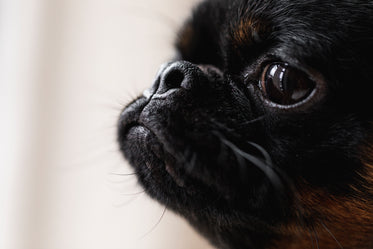 close up of a dogs face with large eyes