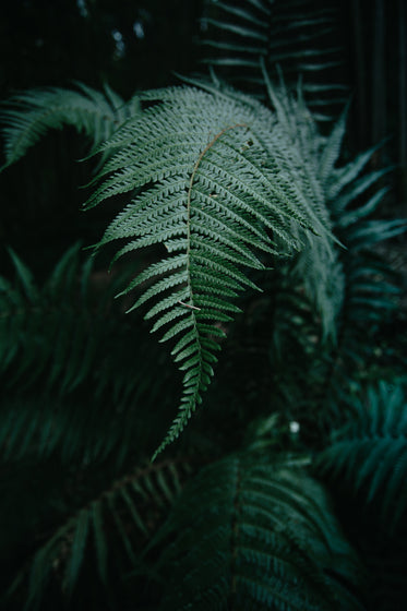 close up of a fern leaf in frame