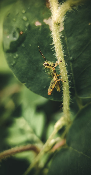 close up of a grasshopper