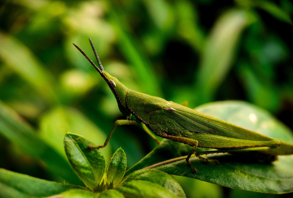 close up of a green insect on vibrant colored leaf