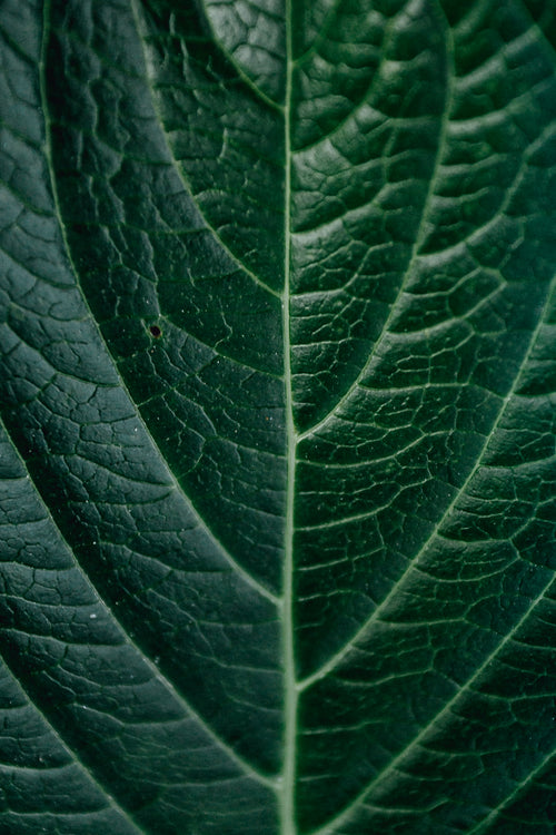 close up of a green leaf showing its detail