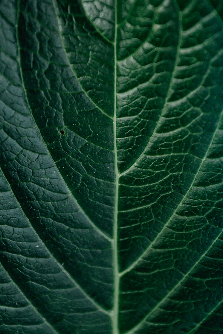 close-up-of-a-green-leaf-showing-its-det