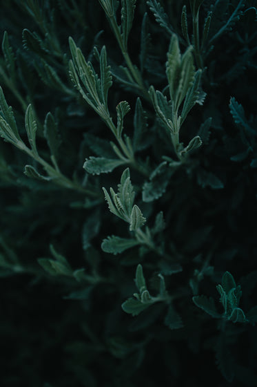 close up of a green plant in the night