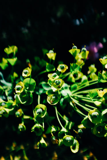 close up of a green plant with small green flowers