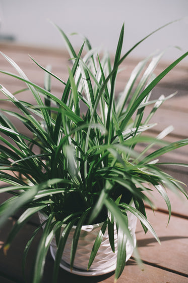close up of a green spikey plant in a white pot