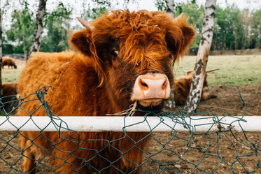 close up of a highland cow