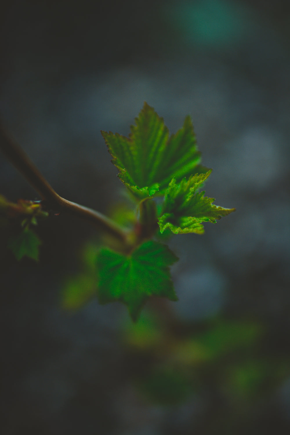 close up of a leaf in low light