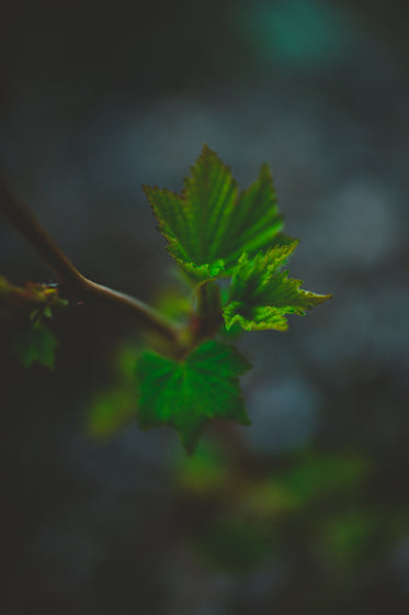 close up of a leaf in low light