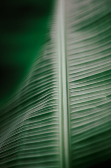 close up of a leaves texture with thick stem